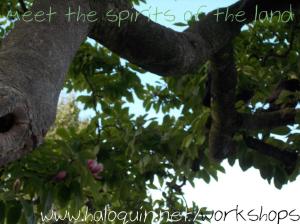 Spirits of Place Workshop by Haloquin