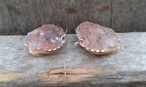 Two crab shells, facing each other, on old wood.